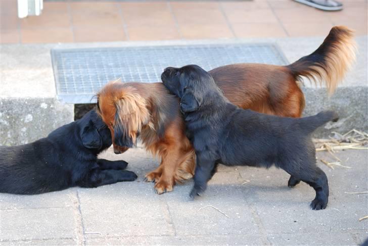 Dværggravhund Mille billede 7