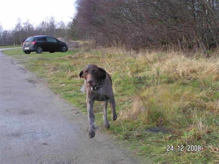 Korthåret hønsehund bonni *rip* - jeg kommer nu <3 ;) billede 2