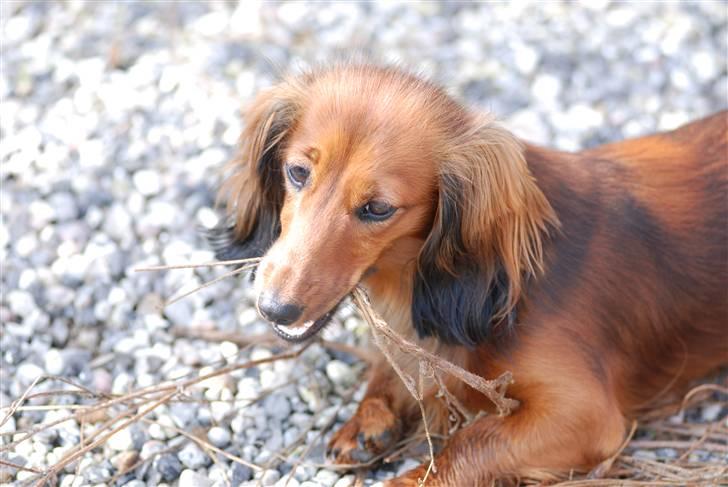 Dværggravhund Mille billede 8