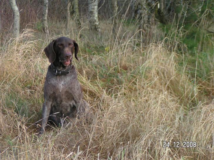 Korthåret hønsehund bonni *rip* - se min tand er den ikke fin <3 :) billede 3