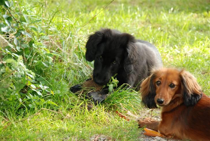 Dværggravhund Mille billede 9