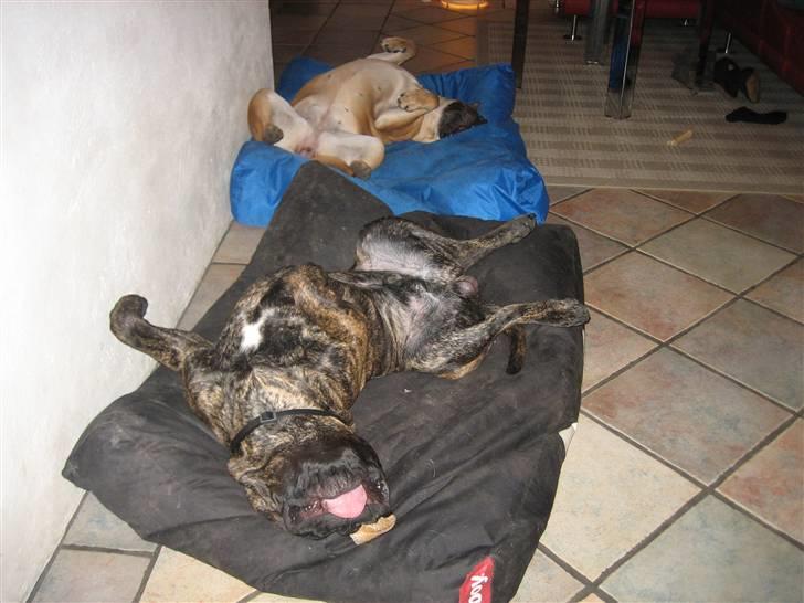 Bullmastiff Harley - Ynglings sovestillingen her i huset:-) billede 10