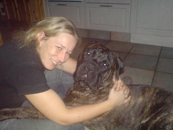 Bullmastiff Harley - Et rigtig nussehoved... billede 11