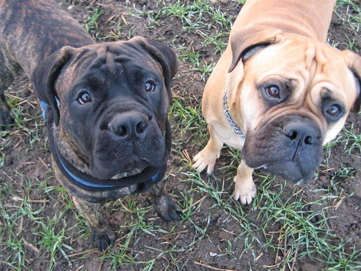 Bullmastiff Harley - Kom så med de godbidder, så vi kan komme videre.... billede 13