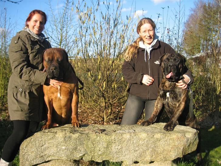 Bullmastiff Harley - Nero og Anette på besøg billede 15