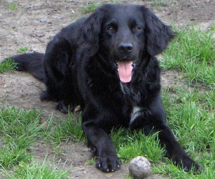 Blanding af racer Rico - Rico sommer 07 klar til at spille bold billede 1