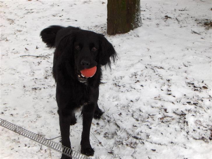 Blanding af racer Rico - Jeg er klar med min bold billede 2