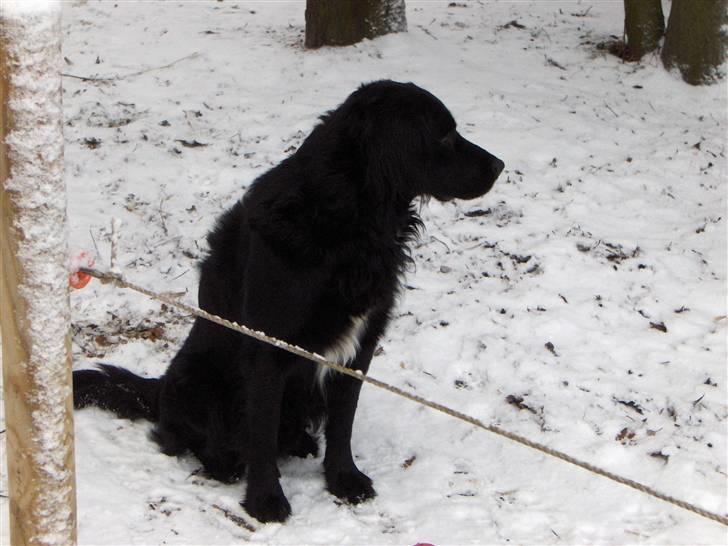 Blanding af racer Rico - Venter på at" mor" bliver færdig  billede 3