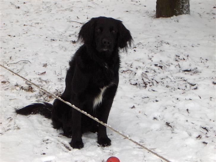 Blanding af racer Rico - Bliv nu færdig "mor" så vi kan spille bold billede 4