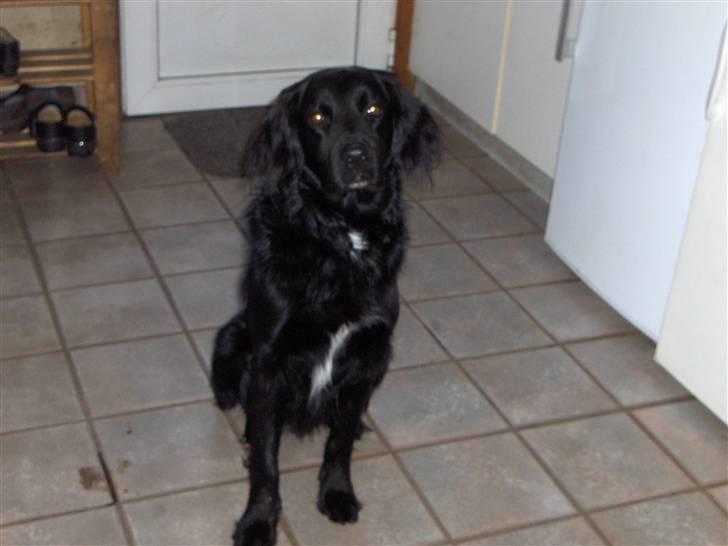 Blanding af racer Rico - Jeg kan også sidde pænt, inde billede 5