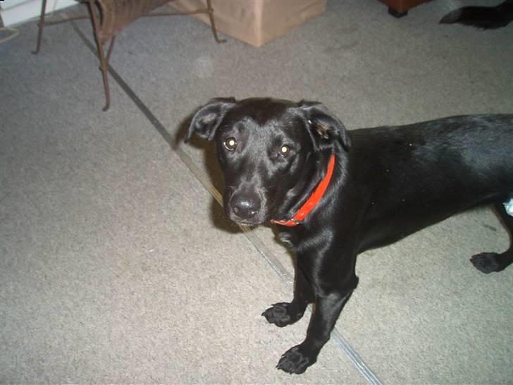 Blanding af racer Sussi billede 1