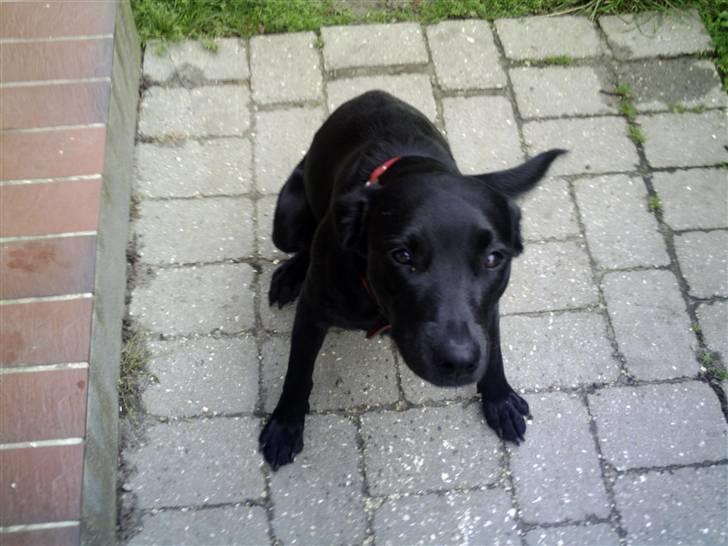 Blanding af racer Sussi billede 2