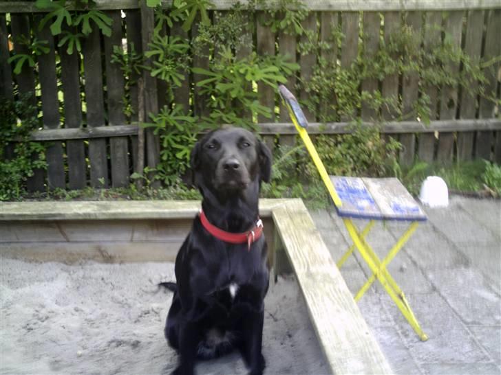 Blanding af racer Sussi billede 3