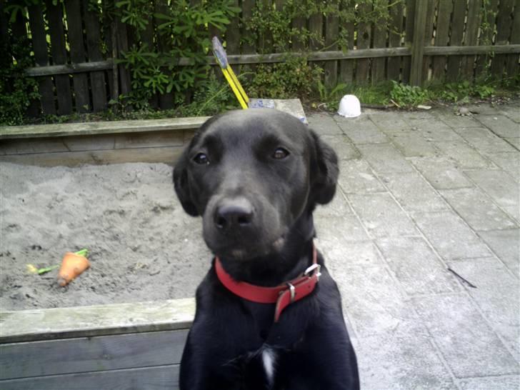 Blanding af racer Sussi billede 4