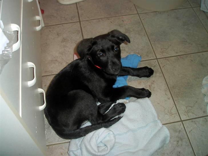 Blanding af racer Sussi billede 5