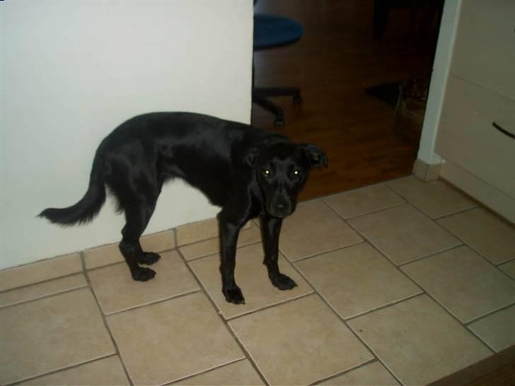 Blanding af racer Sussi billede 6