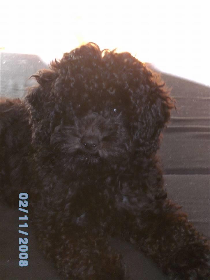 Mellempuddel Fifi - Den yndigste lille hvalp man kan forestille sig :D *nåååååååårh* billede 1