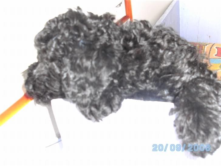 Mellempuddel Fifi - Lille frk. Krøltot tar´ en slapper! billede 2