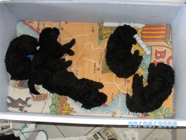 Mellempuddel Fifi - Fifi dengang med sine andre søskende billede 3