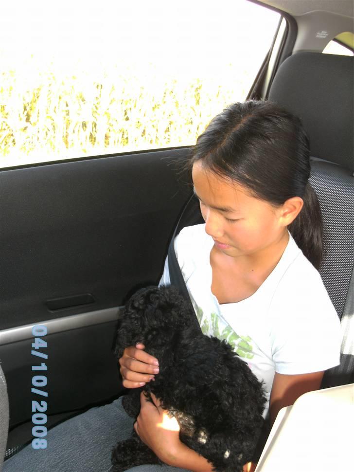 Mellempuddel Fifi - MIg og min deeeeeeeeeeeeeeejlige ejer! billede 4