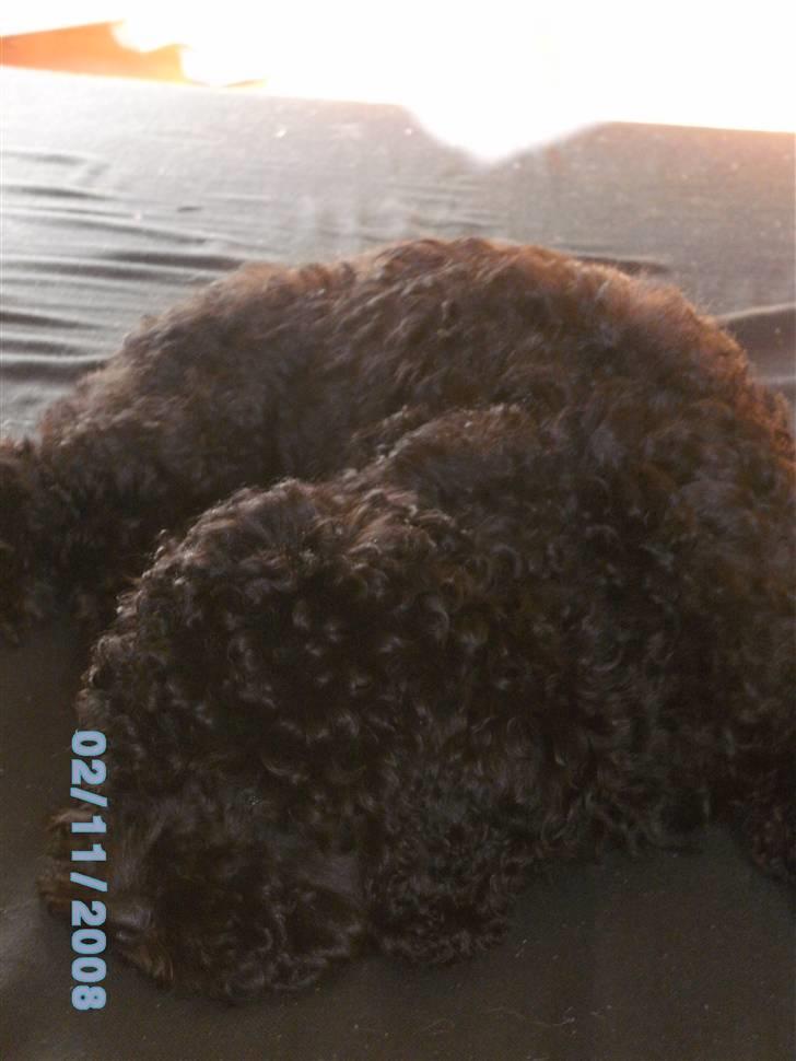 Mellempuddel Fifi billede 5