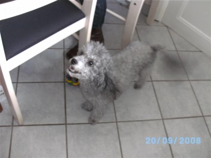 Mellempuddel Fifi - Hendes mor Perle billede 6