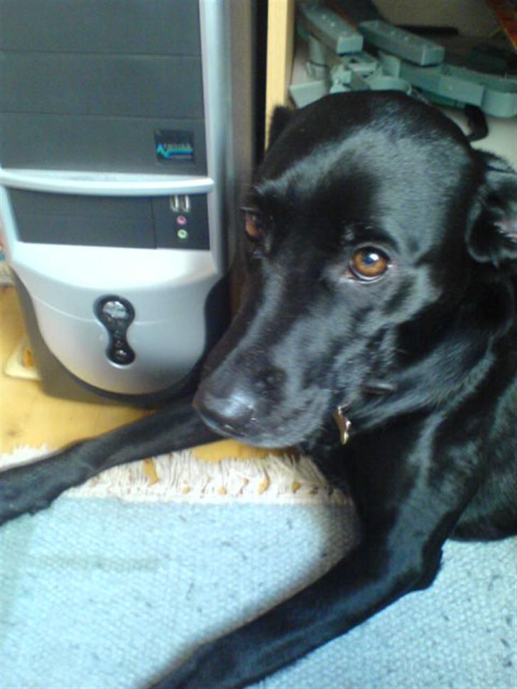 Blanding af racer Tazz billede 8