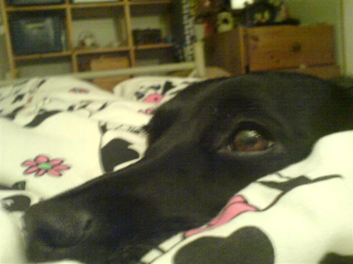 Blanding af racer Tazz billede 9