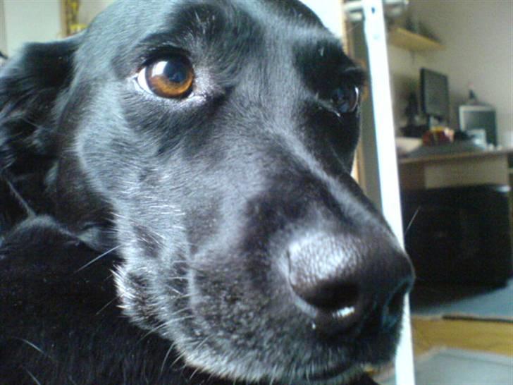 Blanding af racer Tazz billede 10