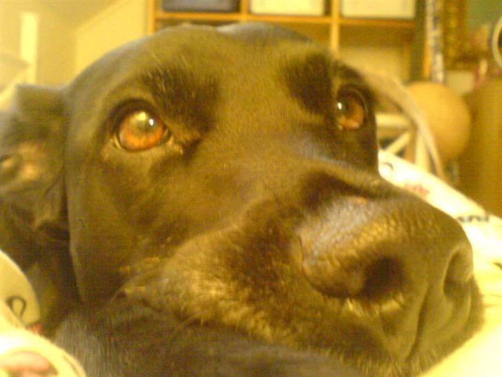 Blanding af racer Tazz - Flad ud :) billede 11