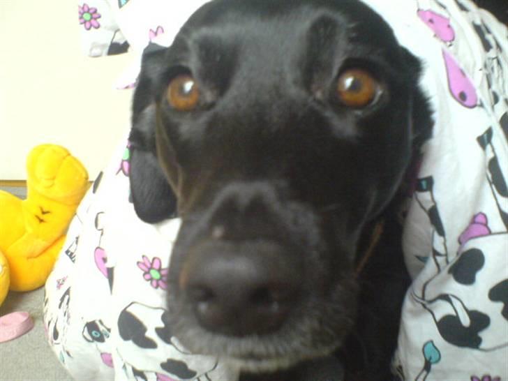 Blanding af racer Tazz billede 12