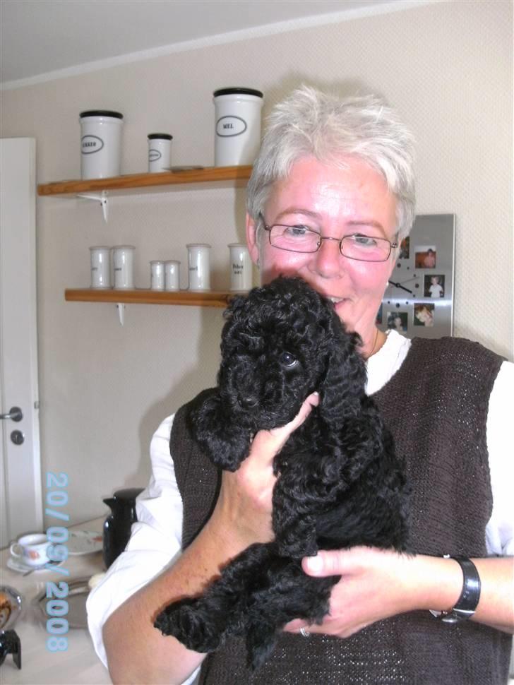 Mellempuddel Fifi - Min mor med FIfi billede 7