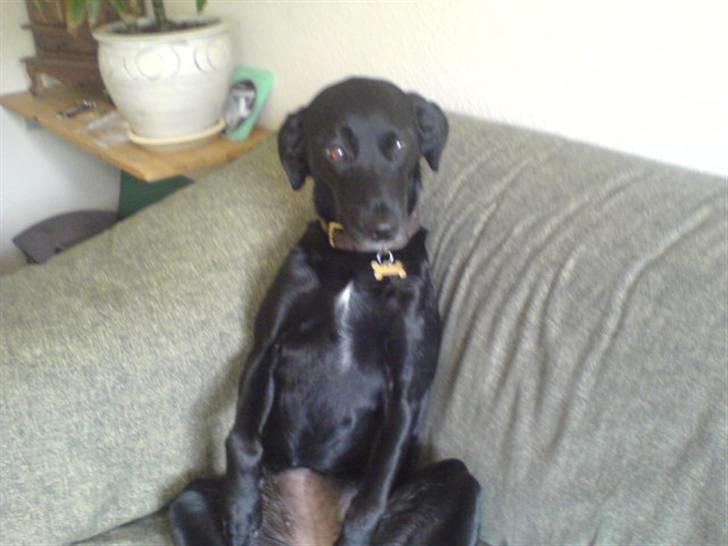 Blanding af racer Tazz - Hun har lidt problemer med at forstå hun IKKE er et menneske :) billede 13