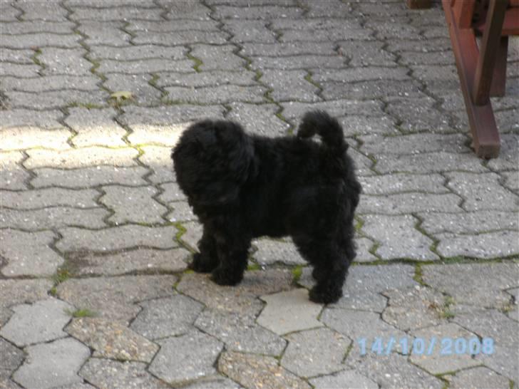 Mellempuddel Fifi - *Juuhuuu! I det fri!!* billede 9