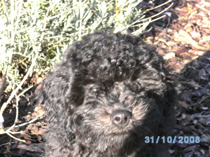 Mellempuddel Fifi - FIfi i bedet (Hvor hun ikke må være!) billede 10