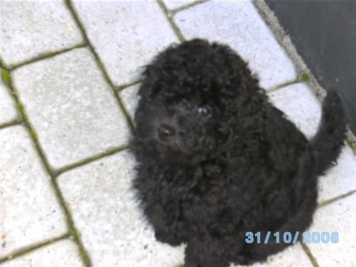 Mellempuddel Fifi - *Tigge-tigge-tigge* billede 11