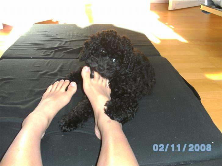 Mellempuddel Fifi - *Hvad har jeg gjort?* billede 12