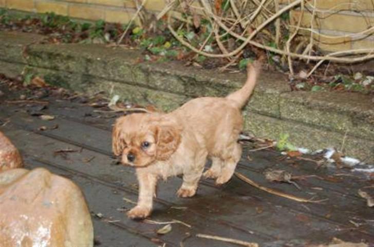 Cavalier king charles spaniel Centa  billede 8