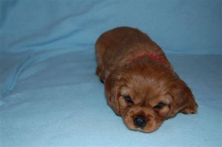 Cavalier king charles spaniel Centa  billede 9