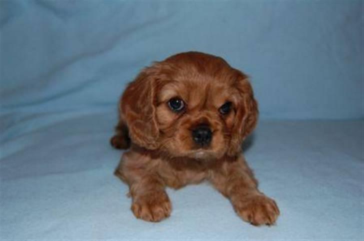 Cavalier king charles spaniel Centa  billede 10