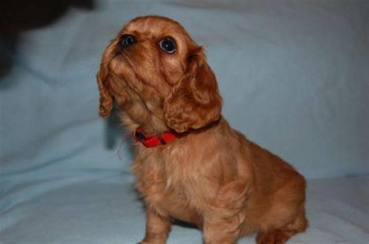 Cavalier king charles spaniel Centa  billede 11