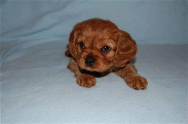 Cavalier king charles spaniel Centa  billede 12
