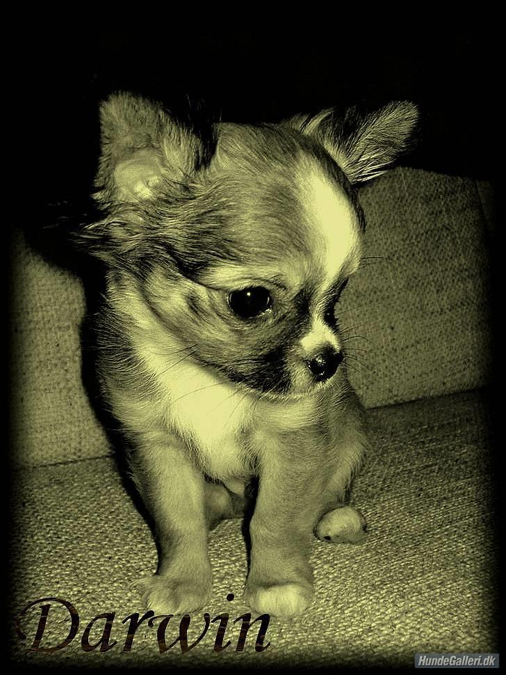 Chihuahua <3 Darwin <3 - Skøn skøn skøn... billede 13
