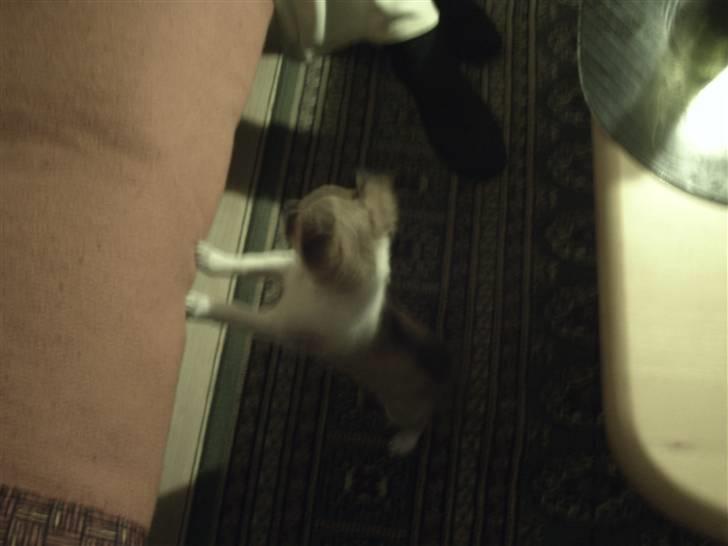 Chihuahua Bella billede 1