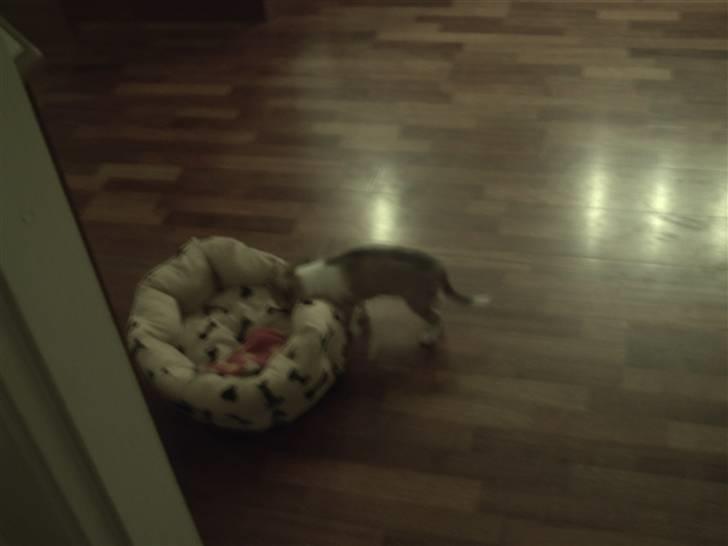 Chihuahua Bella billede 2