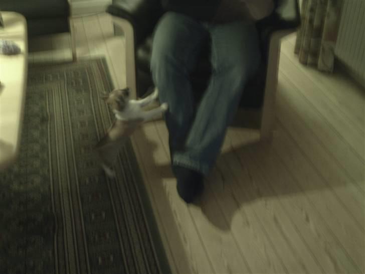 Chihuahua Bella billede 3