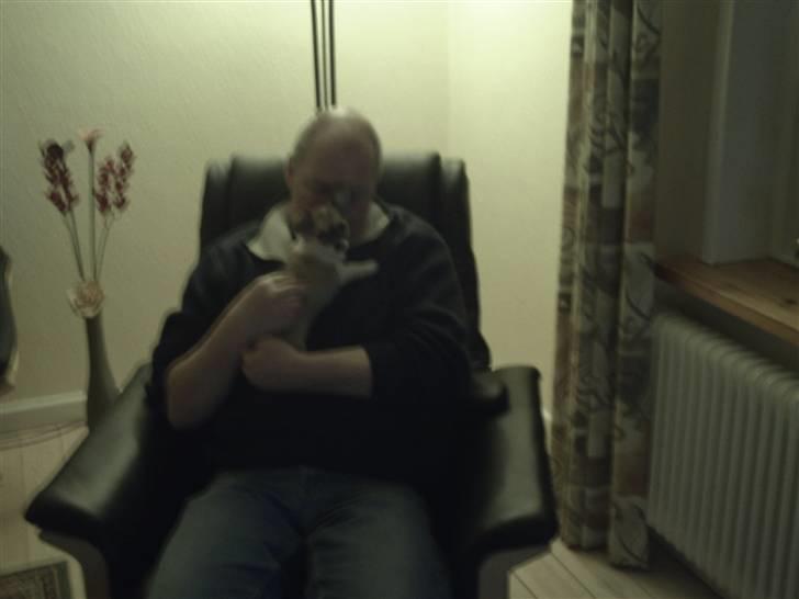 Chihuahua Bella billede 4