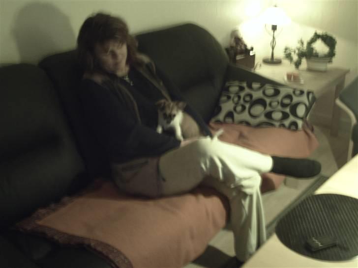 Chihuahua Bella billede 5