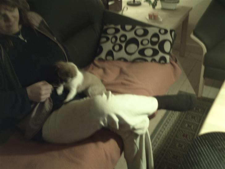 Chihuahua Bella billede 6