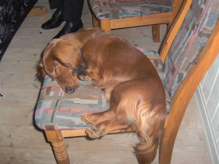 Dværggravhund Lille Soldal´s Bertram billede 12